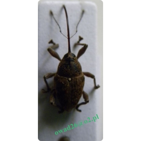 Curculio glandium Marsham, 1802 female Słonik żołędziowiec